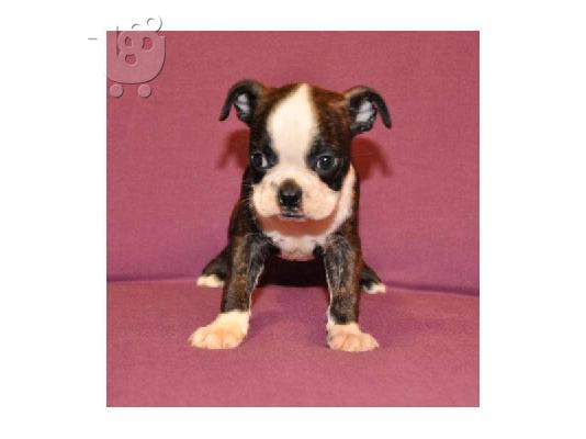 PoulaTo: Boston Terrier κουτάβια (Bobby) ΔΙΑΘΕΣΙΜΑ για ένα νέο σπίτι